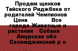 Продам щенков Тайского Риджбека от родителей Чемпионов › Цена ­ 30 000 - Все города Животные и растения » Собаки   . Амурская обл.,Селемджинский р-н